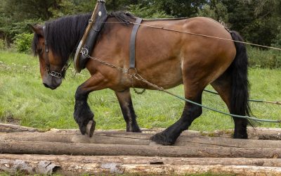 Débardage au cheval et perçage de tuyaux de bois